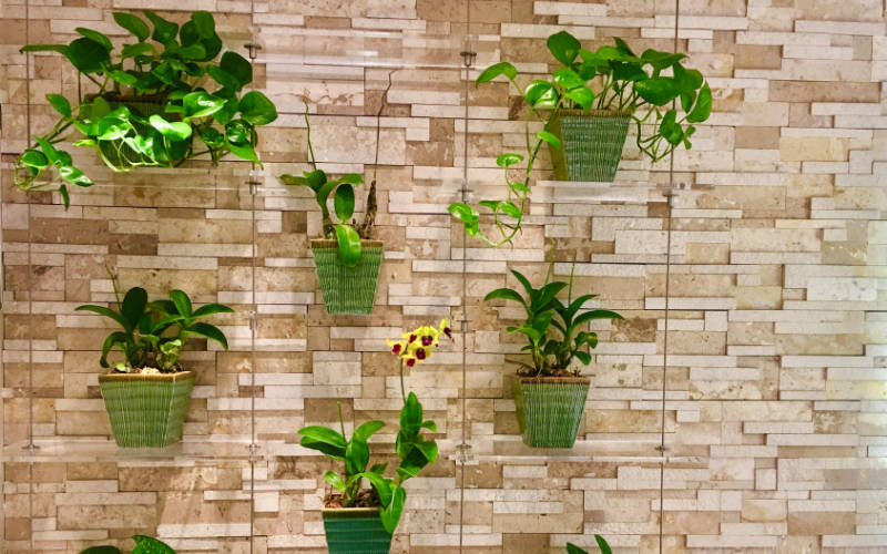 tanaman dinding