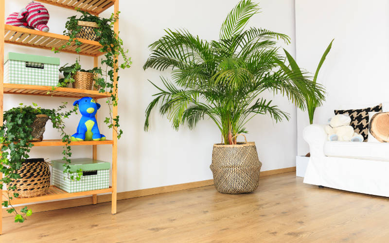 tanaman tropis dalam rumah