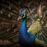 majestic peacock displays vibrant multi colored feather pattern