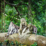 Bring Nature to Home: Inspirasi Warna dari Keindahan Monkey Forest, Ubud